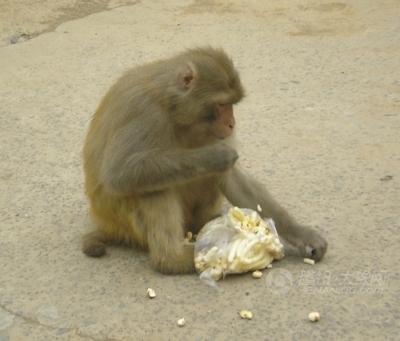 洛陽到(dào)濟源旅遊--洛陽到(dào)濟源五龍口猴山(shān)一(yī)日(rì)遊（洛陽距濟源多(duō)遠(yuǎn)）