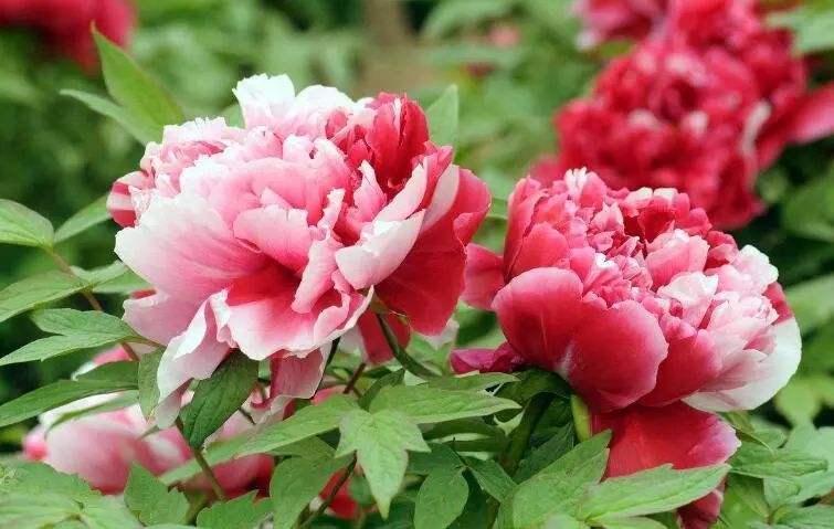 少(shǎo)林(lín)龍門(mén)洛陽牡丹 開(kāi)封2日(rì)遊（洛陽龍門(mén)石窟自(zì)駕遊遊玩(wán)攻略）