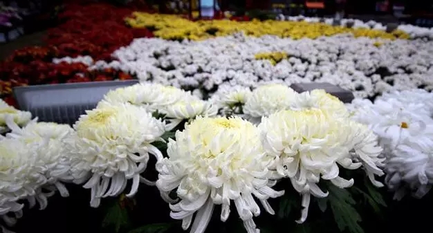 洛陽到(dào)開(kāi)封清明(míng)上(shàng)河(hé)園一(yī)日(rì)遊--洛陽開(kāi)封一(yī)日(rì)遊（洛陽開(kāi)封三日(rì)遊攻略）