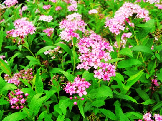 河(hé)南(nán)景區(qū)賞花(huā)遊玩(wán)目的(de)地(dì)推薦全攻略（河(hé)南(nán)賞花(huā)勝地(dì)）