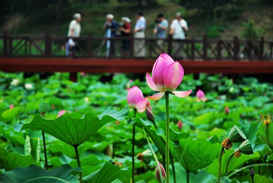 北(běi)京圓明(míng)園賞荷花(huā)地(dì)鐵(tiě)路(lù)線 門(mén)票(piào)價格（北(běi)京圓明(míng)園荷花(huā)開(kāi)了(le)嗎(ma)）