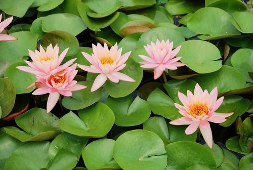 淮陽賞荷花(huā)遊龍湖(hú)全攻略（淮陽龍湖(hú)賞荷旅遊月(yuè)啓動儀式）