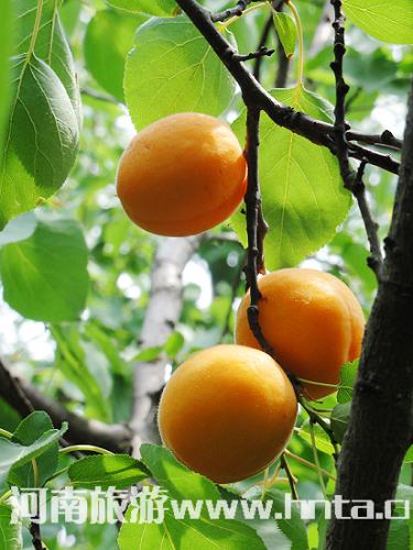 摘杏節火(huǒ)熱(rè)中 荥陽環翠峪紅(hóng)杏圖片展（荥陽看(kàn)杏花(huā)的(de)地(dì)方）