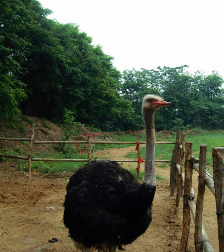 全家(jiā)總動員(yuán)一(yī)起去(qù)遊玩(wán)金(jīn)鹭鴕鳥遊樂(yuè)園（金(jīn)鹭鴕鳥園搬遷新地(dì)址是(shì)哪裡(lǐ)）