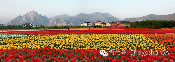 嵖岈之約，醉美(měi)郁金(jīn)香！（美(měi)麗(lì)約是(shì)什(shén)麽）