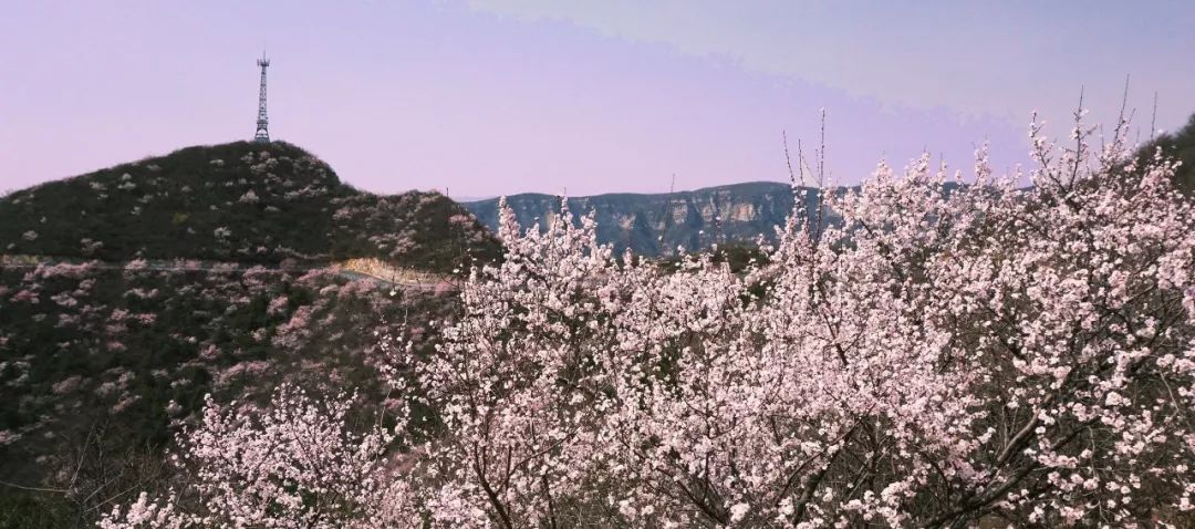 青天河(hé)春日(rì)花(huā)海(hǎi)盛宴即将驚豔登場(chǎng)！（青天河(hé)2日(rì)遊攻略）