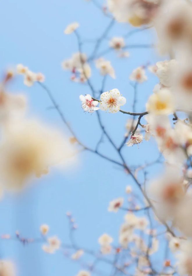 天氣漸暖，綠(lǜ)博園踏春賞梅正當時(shí)（綠(lǜ)博園春遊記）