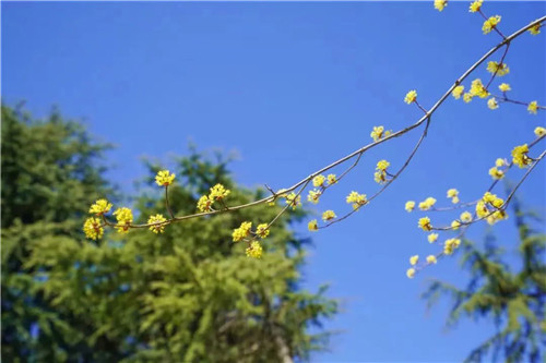 西(xī)峽這(zhè)個(gè)地(dì)方的(de)萬畝花(huā)海(hǎi)即将盛開(kāi)！