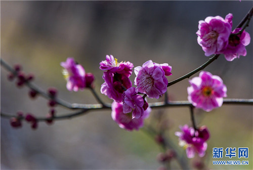 平頂山(shān)魯山(shān)：春來(lái)到(dào) 梅花(huā)俏（魯山(shān)坡海(hǎi)拔多(duō)少(shǎo)）