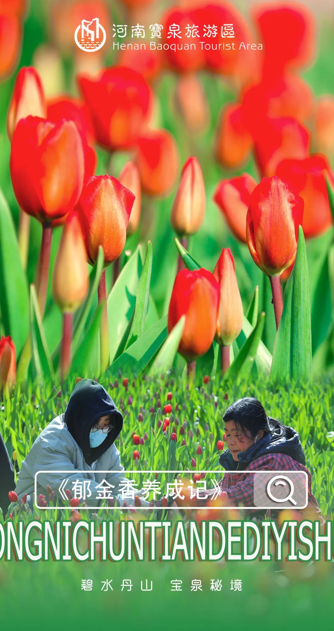 注意查收 | 這(zhè)是(shì)一(yī)封寶泉《郁金(jīn)香養成記》（寶泉郁金(jīn)香2021什(shén)麽時(shí)候開(kāi)）