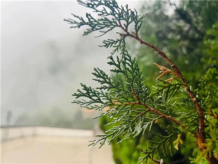 叮咚！來(lái)自(zì)中國(guó)猴山(shān)五龍口的(de)春天請(qǐng)查收（五龍口猴山(shān)一(yī)日(rì)遊感受）