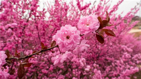 汝州花(huā)海(hǎi)穿越之旅——美(měi)人(rén)梅（汝州花(huā)海(hǎi)櫻花(huā)）